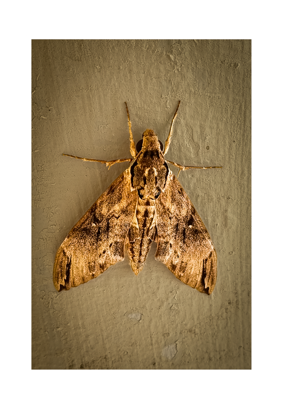 An 8x12 inch fine art nature photography print of a Privet Hawk Moth in Guam showing product dimensions and clean white margins.