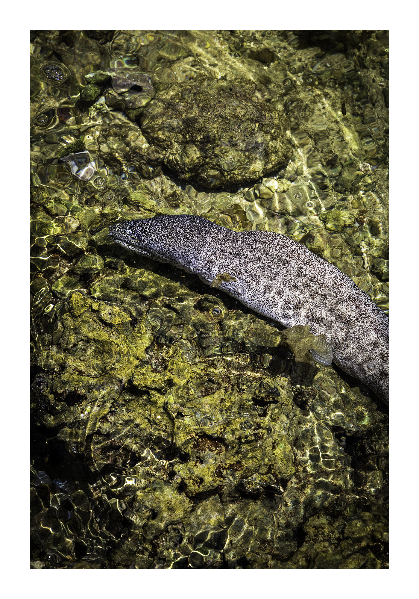 A 12x18 inch fine art wildlife print of the Paintspotted Moray eel in Guam, showing product dimensions and white border margins.