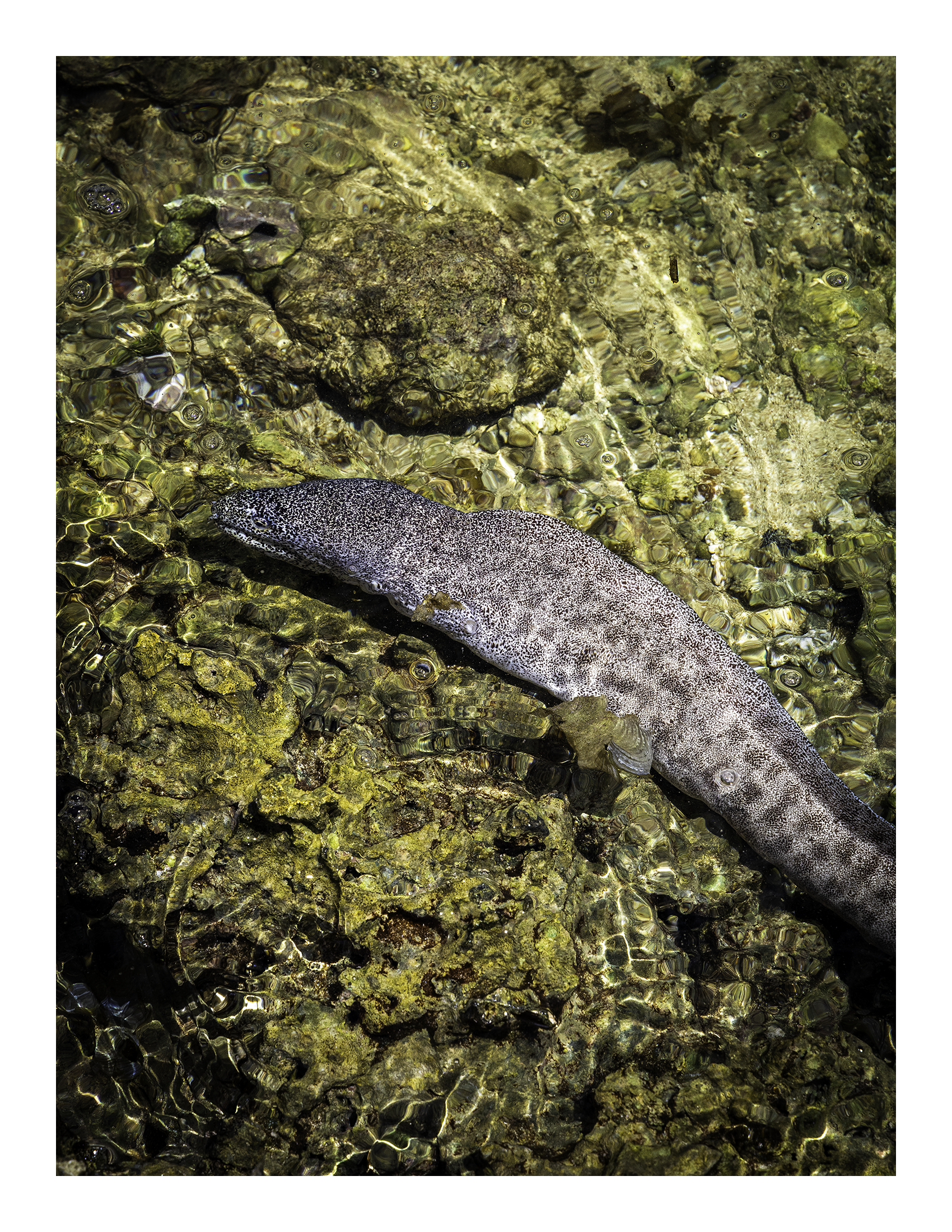 A 17x22 inch fine art wildlife print of the Paintspotted Moray eel in Guam, showing product dimensions and white border margins.