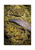 A 8x12 inch fine art wildlife print of the Paintspotted Moray eel in Guam, showing product dimensions and white border margins.