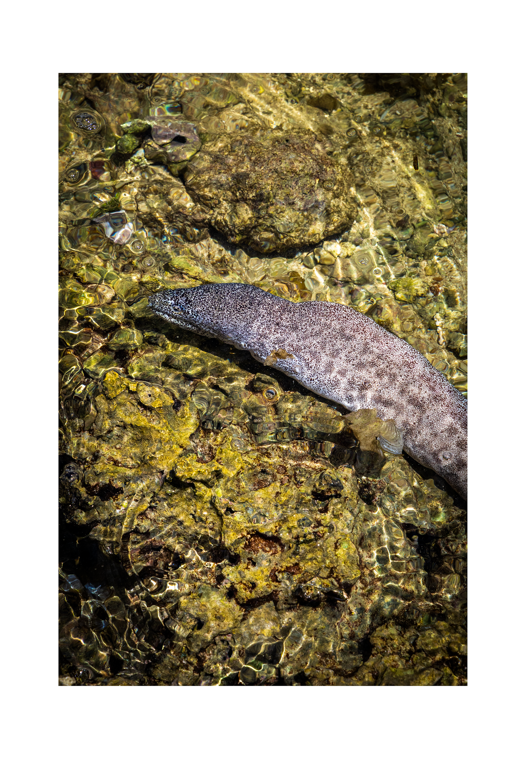 A 8x12 inch fine art wildlife print of the Paintspotted Moray eel in Guam, showing product dimensions and white border margins.