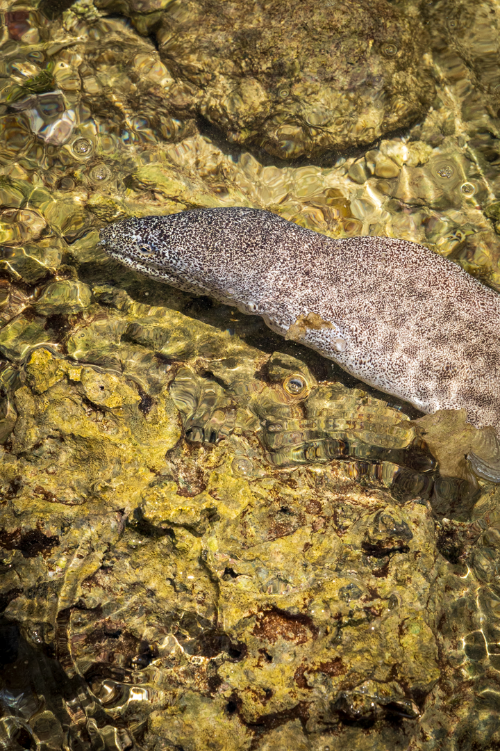 "Macro photography of a Paintspotted Moray Eel (Gymnothorax pictus) in a limestone reef crevice at Arrowheart Island, Guam."
