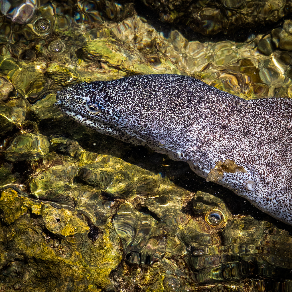 A close-up view highlighting the intricate paint-splatter patterns of a moray eel skin and the ripples of shallow Pacific water.