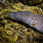 A close-up view highlighting the intricate paint-splatter patterns of a moray eel skin and the ripples of shallow Pacific water.