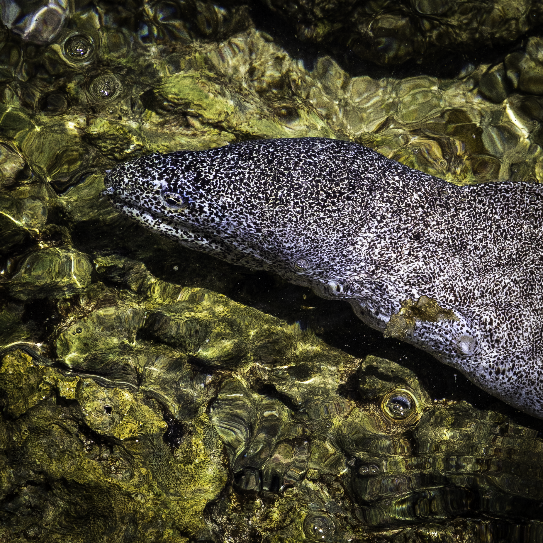 A close-up view highlighting the intricate paint-splatter patterns of a moray eel skin and the ripples of shallow Pacific water.