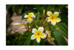 The 12x8 inch Plumeria alba fine art print, shown with an elegant white border and ready for framing.