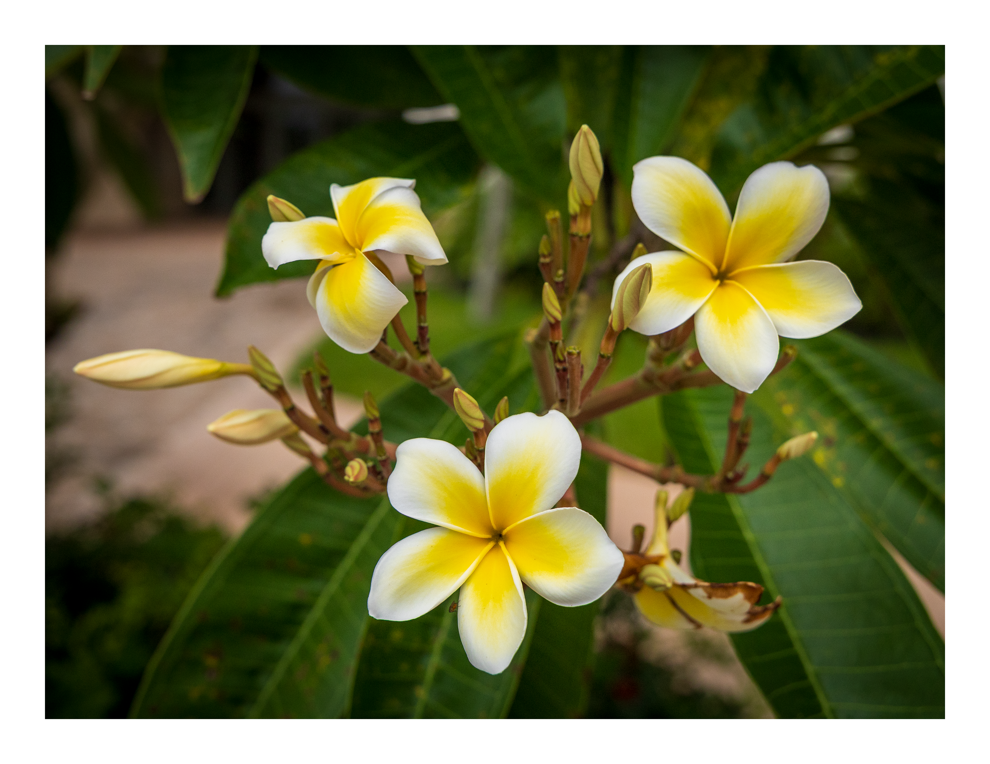 The 22x17 inch Plumeria alba fine art print, shown with an elegant white border and ready for framing.