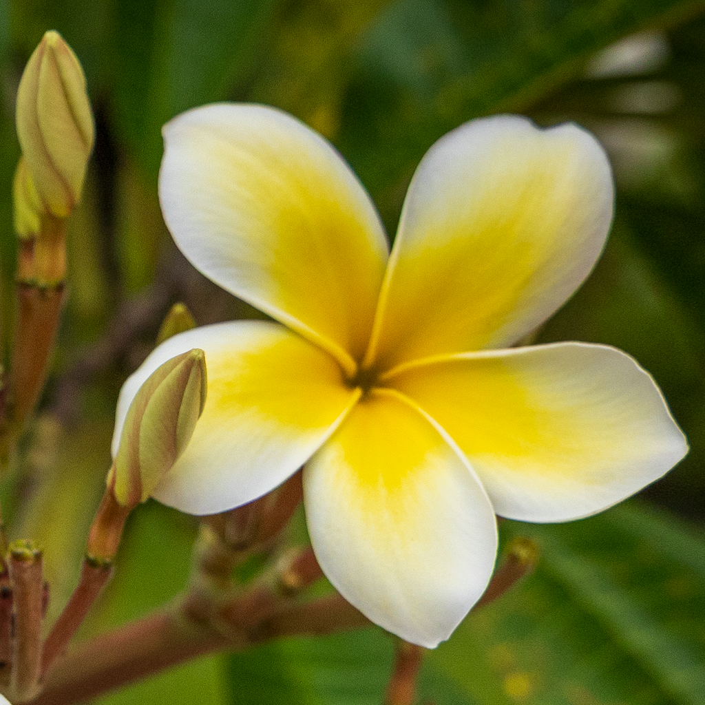 An enlarged detail view of the 12x18 Plumeria Alba fine art print, showcasing the sharp texture of the petals.