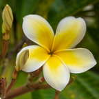 An enlarged detail view of the 12x18 Plumeria Alba fine art print, showcasing the sharp texture of the petals.