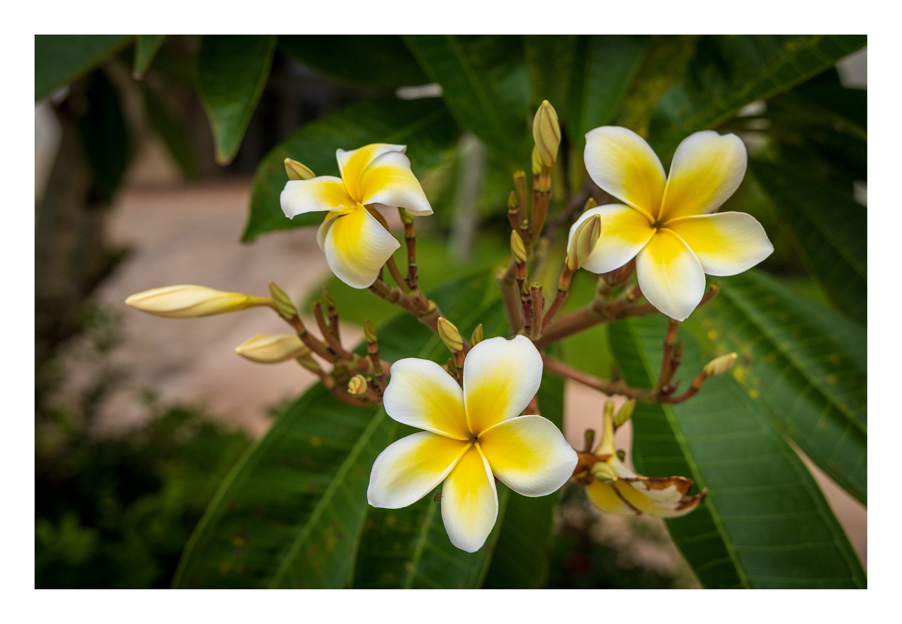 The 18x12 inch Plumeria alba fine art print, shown with an elegant white border and ready for framing.