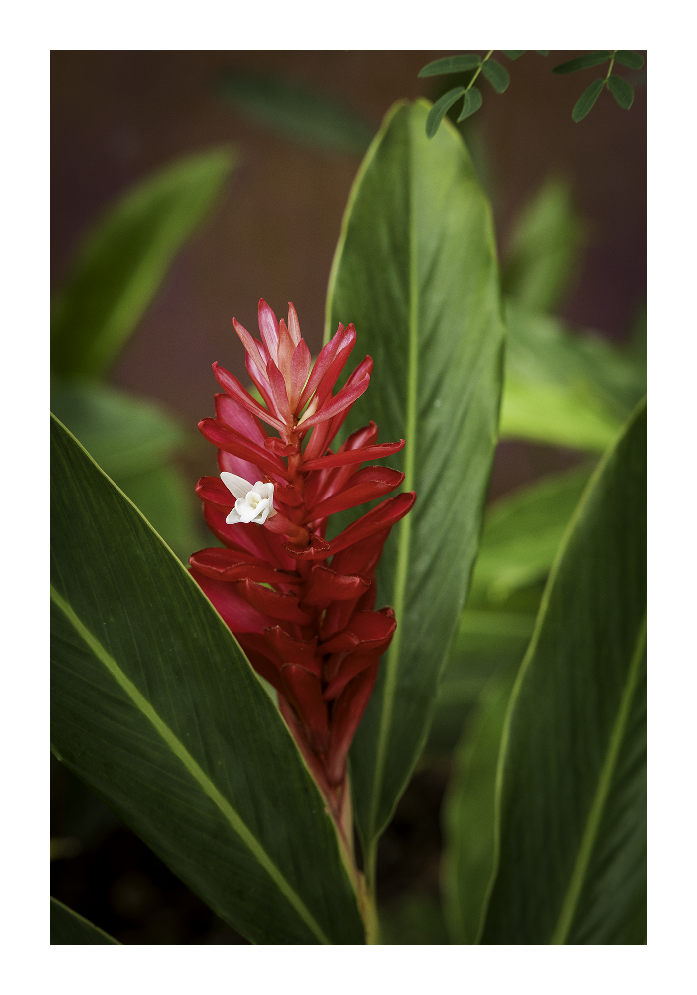An 12x18 inch fine art botanical print of a Red Ginger plant in Guam, showing product dimensions and clean white border margins.