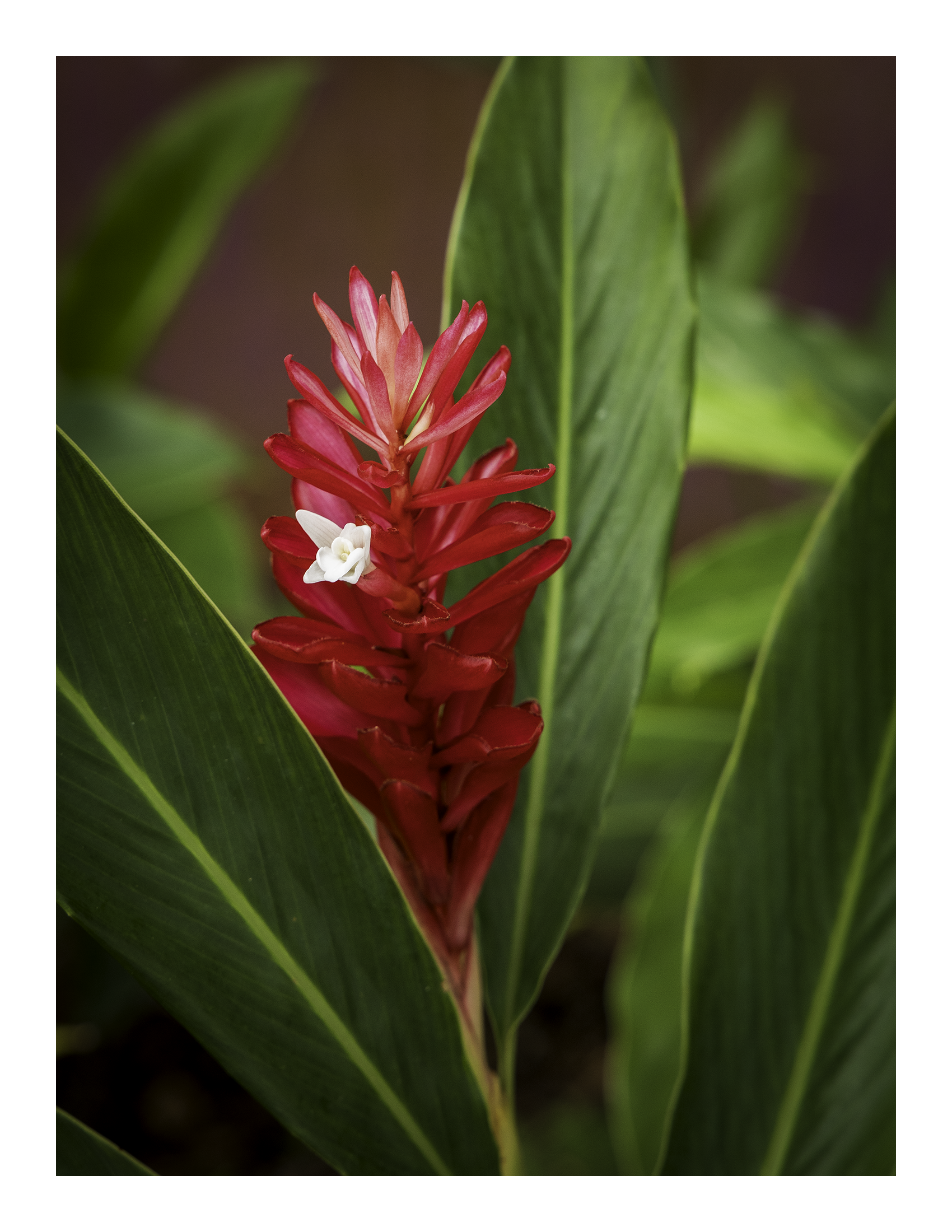 An 17x22 inch fine art botanical print of a Red Ginger plant in Guam, showing product dimensions and clean white border margins.