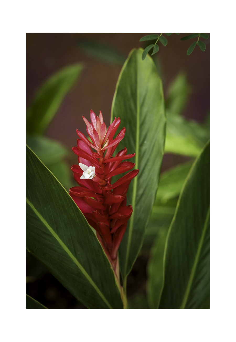 An 8x12 inch fine art botanical print of a Red Ginger plant in Guam, showing product dimensions and clean white border margins.