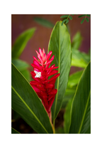 An 8x12 inch fine art botanical print of a Red Ginger plant in Guam, showing product dimensions and clean white border margins.