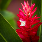 A vibrant red ginger plant with bright crimson bracts and a tiny white flower emerging between broad green tropical leaves in Guam.