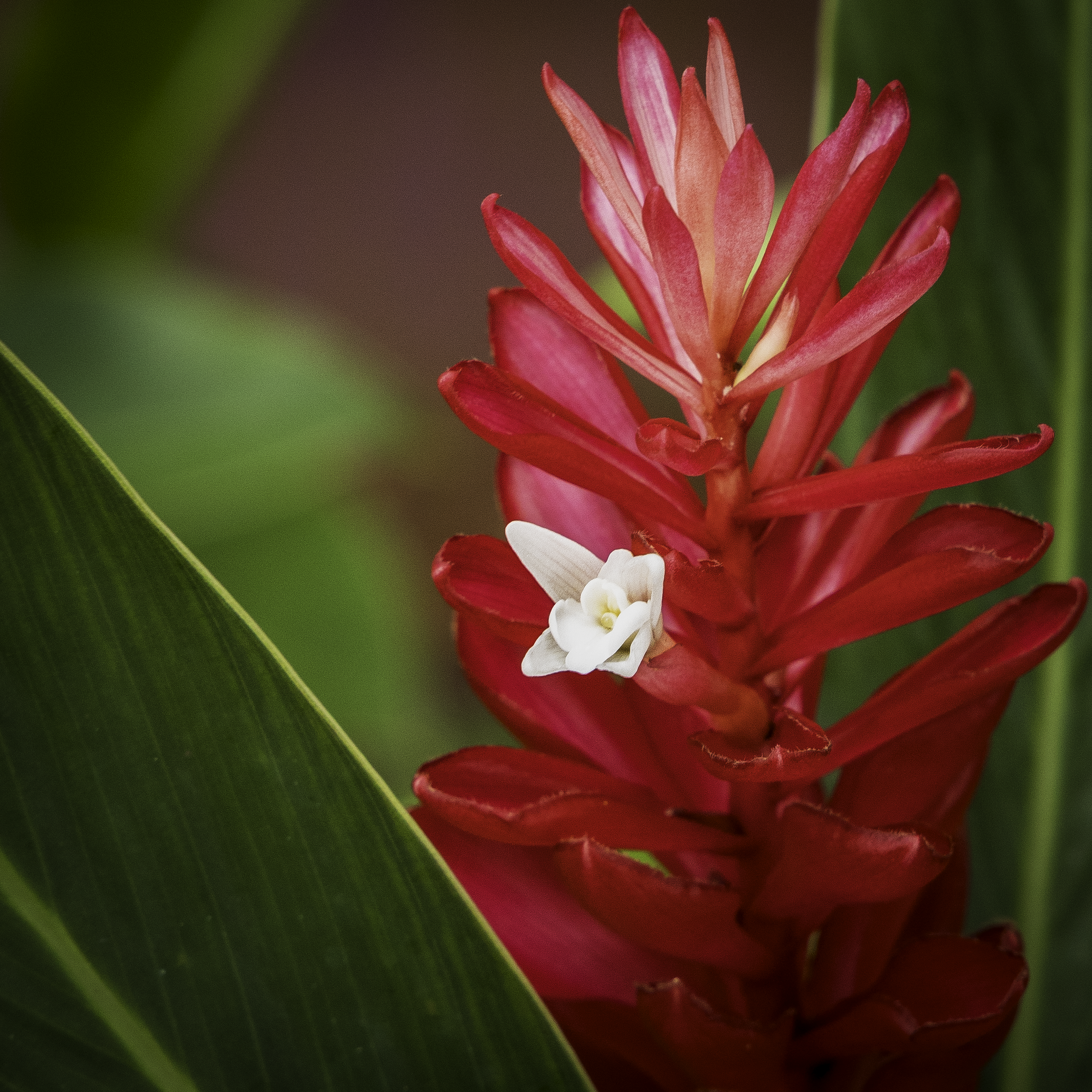 A vibrant red ginger plant with bright crimson bracts and a tiny white flower emerging between broad green tropical leaves in Guam.