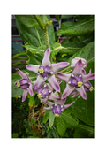 A 8x12 inch fine art botanical print of Crown Flowers in Tumon Bay, showing product dimensions and clean white margins.