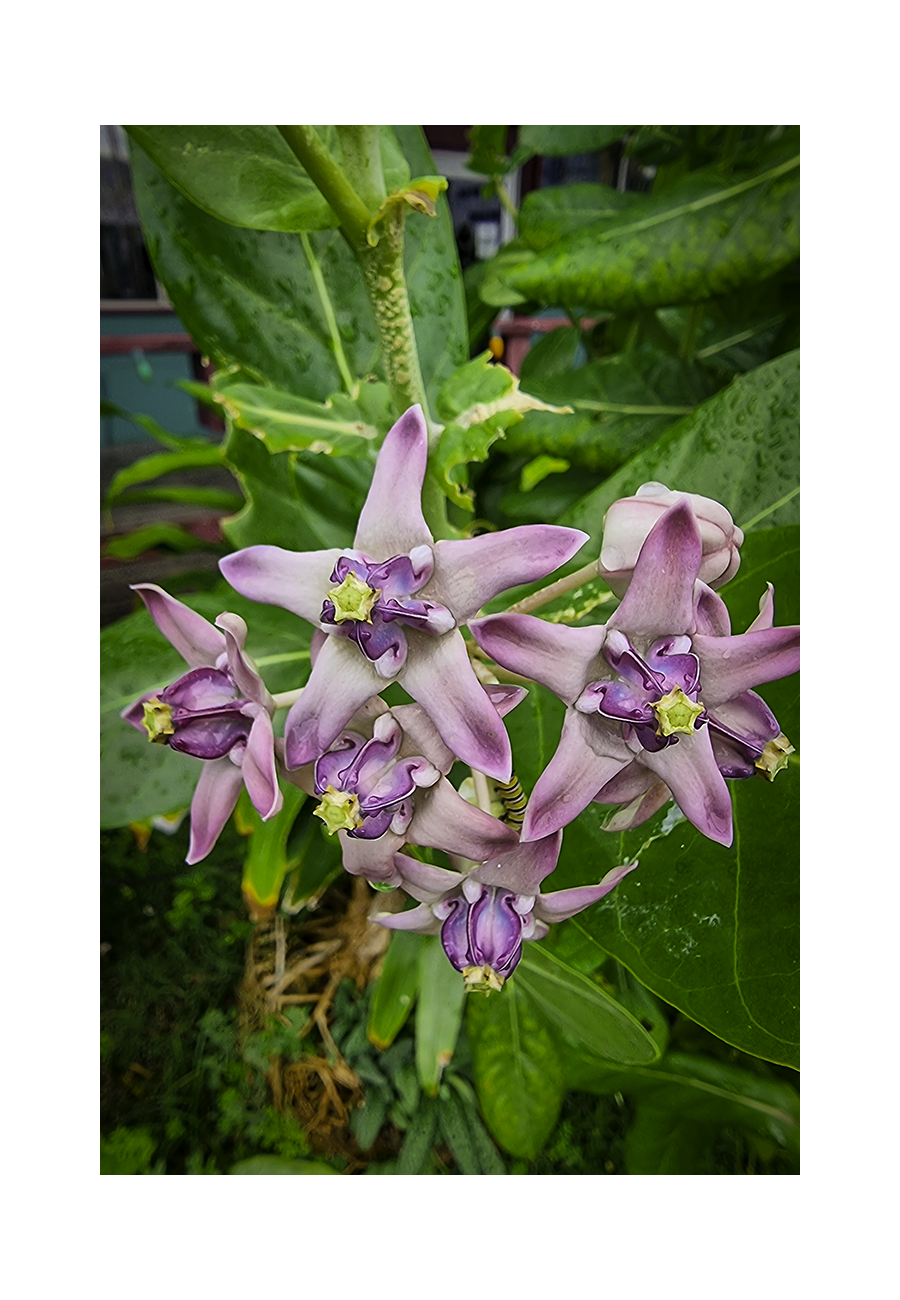 A 8x12 inch fine art botanical print of Crown Flowers in Tumon Bay, showing product dimensions and clean white margins.