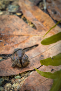 "Close-up macro photograph of a young Ayuyu (coconut crab) on a dried leaf at Asan Beach, Guam, highlighting the prehistoric texture of its armor against the leaf-strewn forest floor."