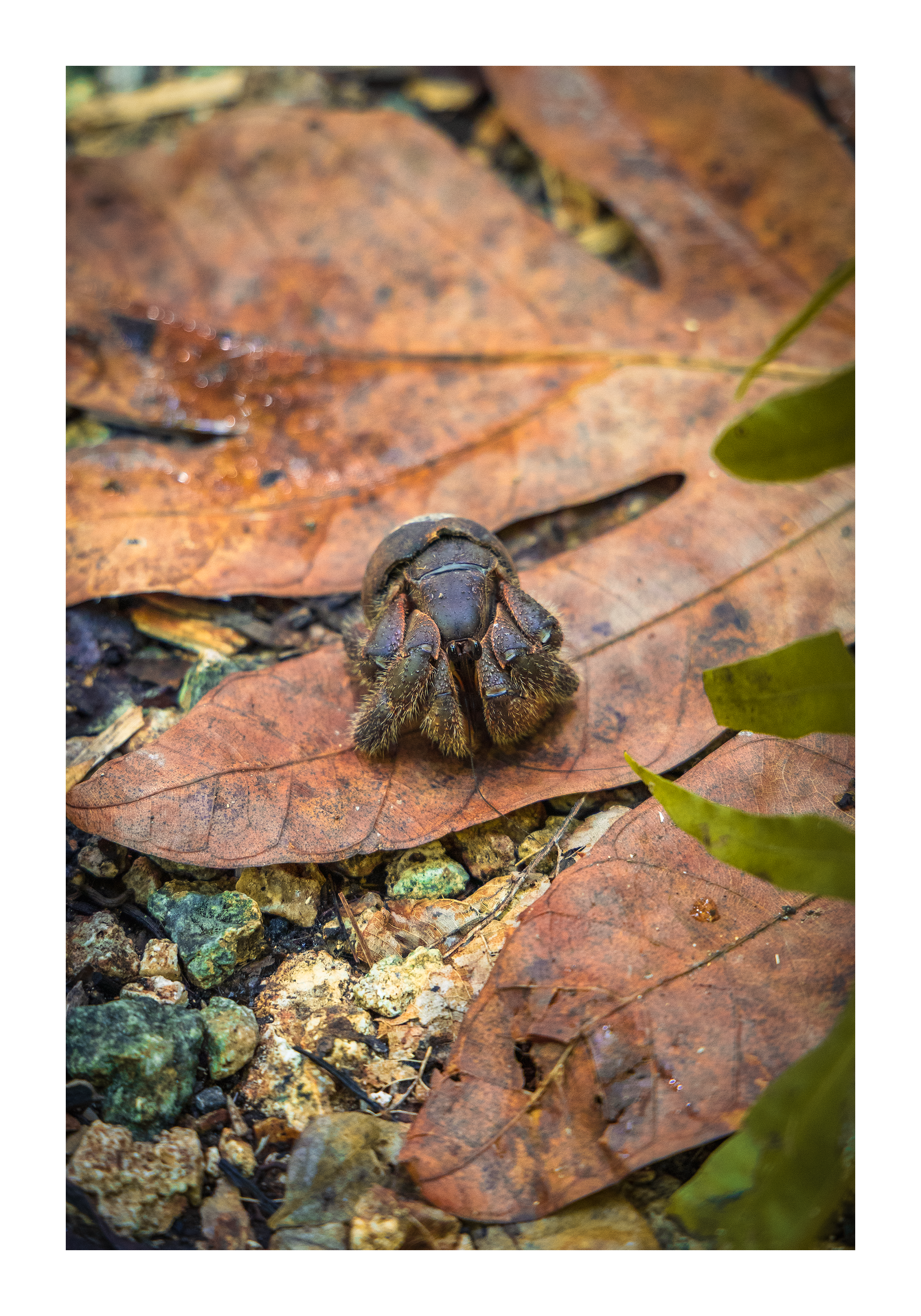 A 12x18 inch fine art print of a juvenile coconut crab in Guam, showing the product dimensions and clean white border margins.