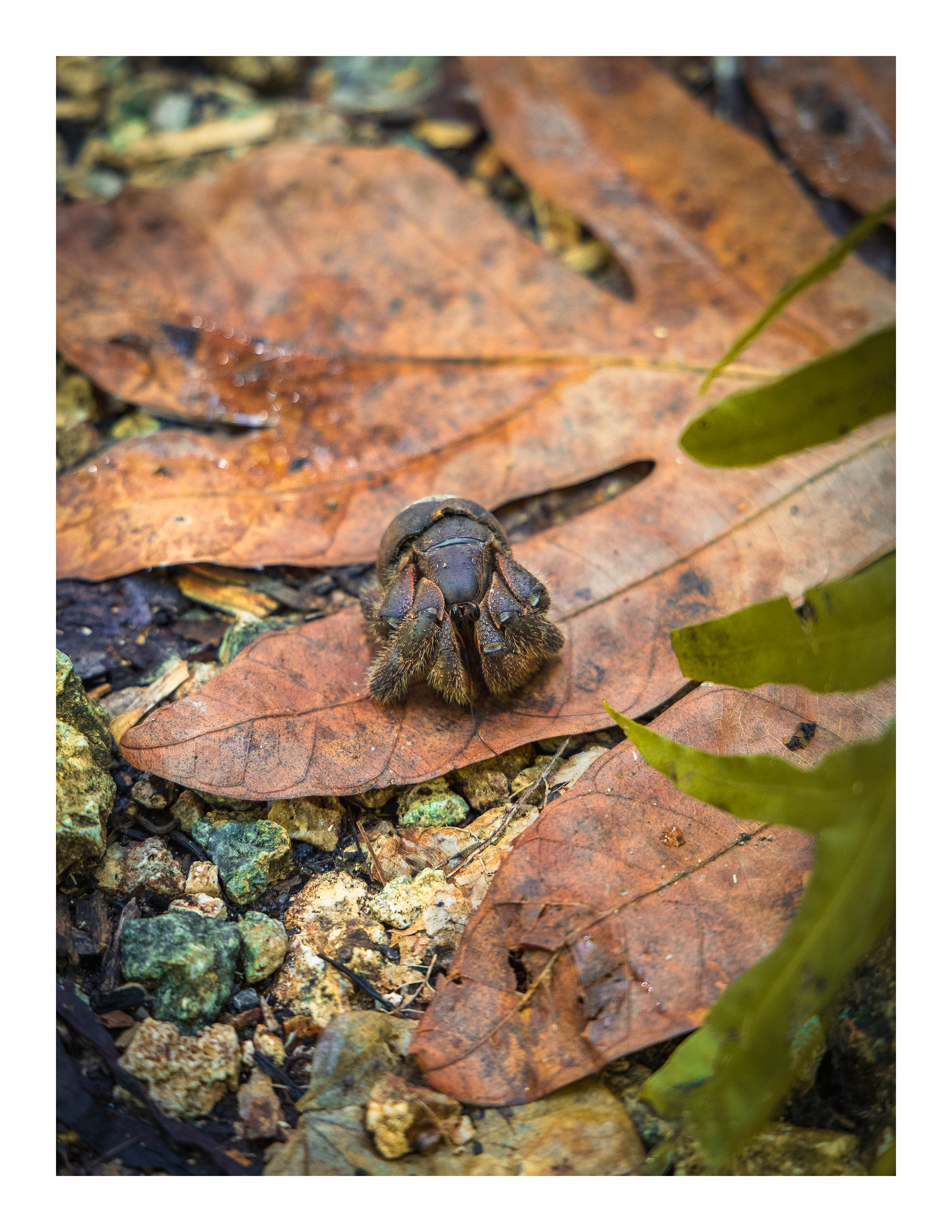 A 17x22 inch fine art print of a juvenile coconut crab in Guam, showing the product dimensions and clean white border margins.