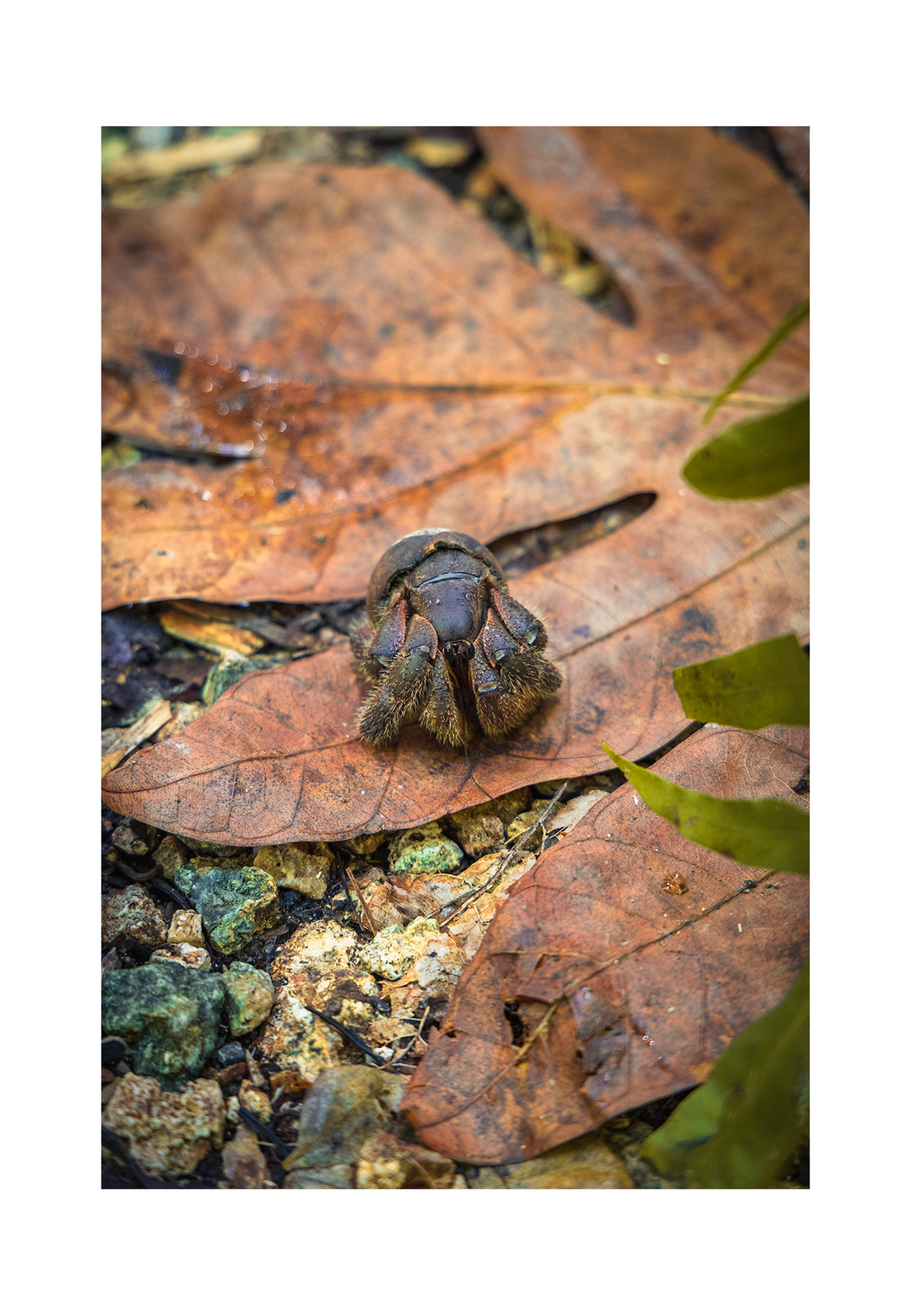 A 8x12 inch fine art print of a juvenile coconut crab in Guam, showing the product dimensions and clean white border margins.