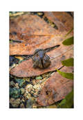 A 8x12 inch fine art print of a juvenile coconut crab in Guam, showing the product dimensions and clean white border margins.