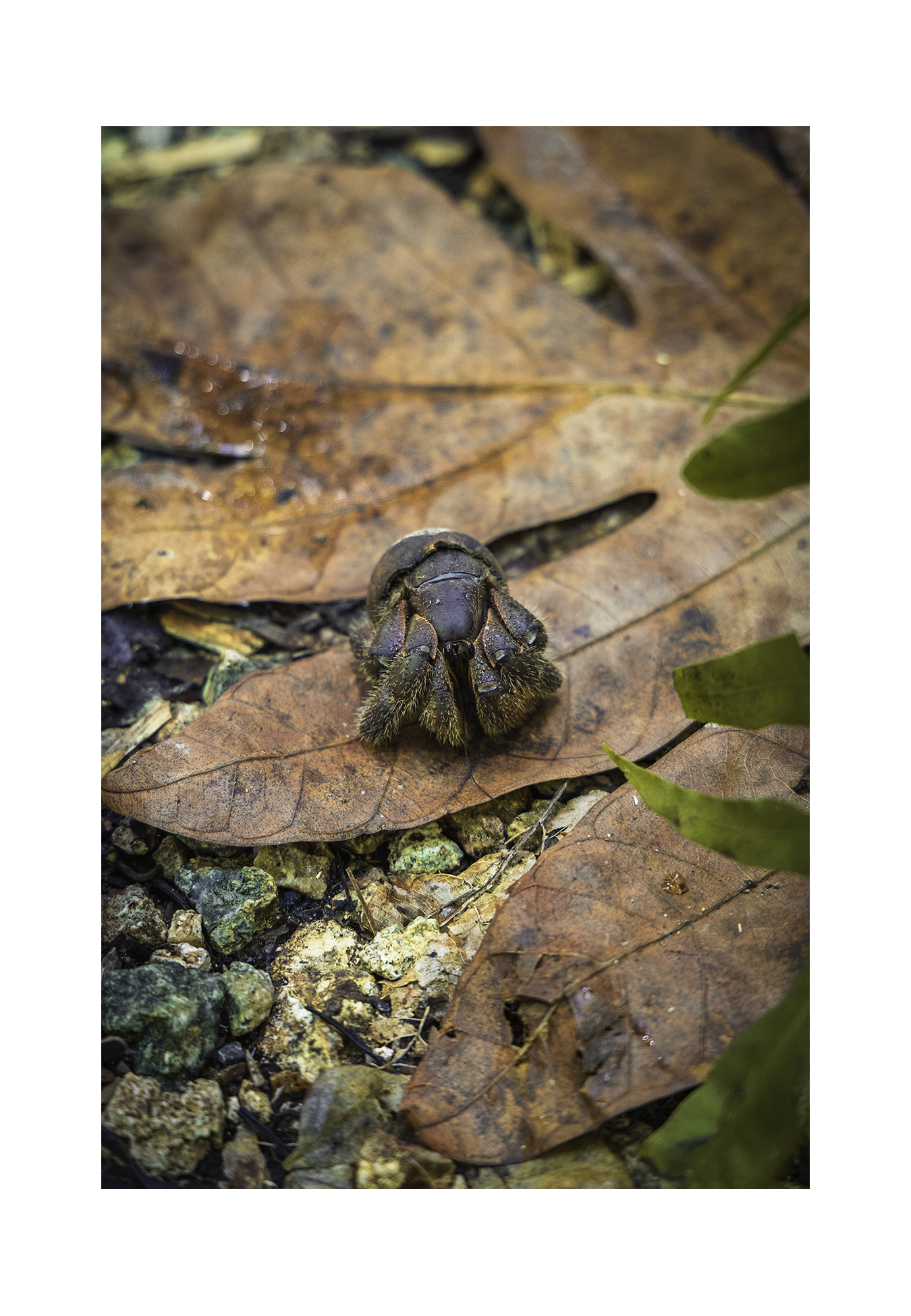 A 8x12 inch fine art print of a juvenile coconut crab in Guam, showing the product dimensions and clean white border margins.