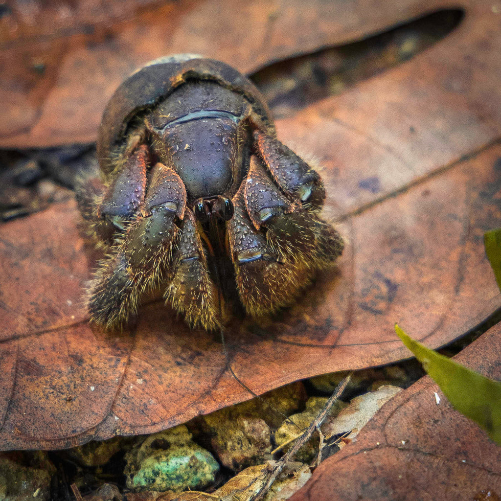 A macro detail shot highlighting the textured dark armor and hairy legs of a young Ayuyu coconut crab in a limestone forest.