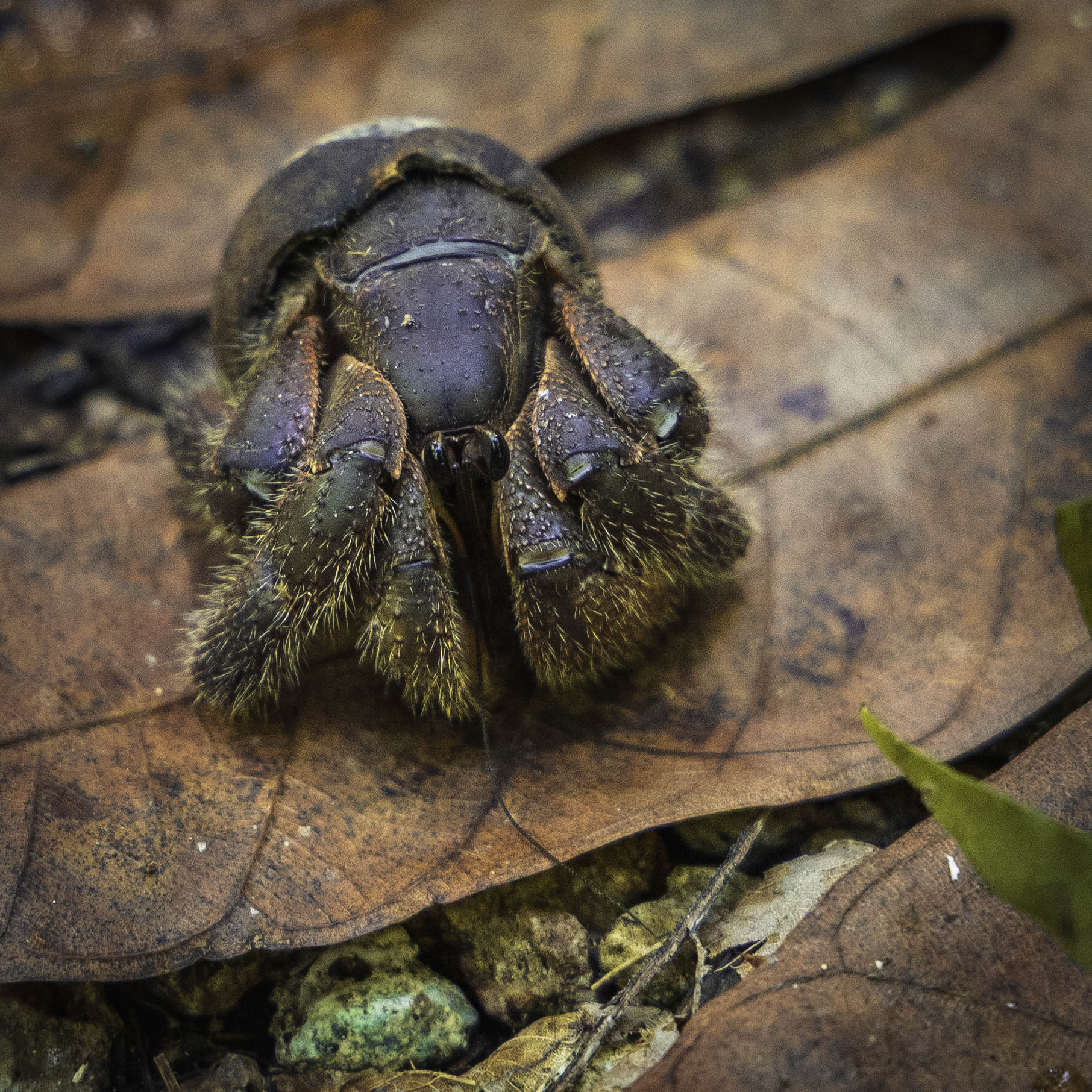 A macro detail shot highlighting the textured dark armor and hairy legs of a young Ayuyu coconut crab in a limestone forest.