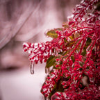 A close-up macro detail shot focusing on the delicate textures and sharp edges of translucent ice frozen over delicate winter plant buds.