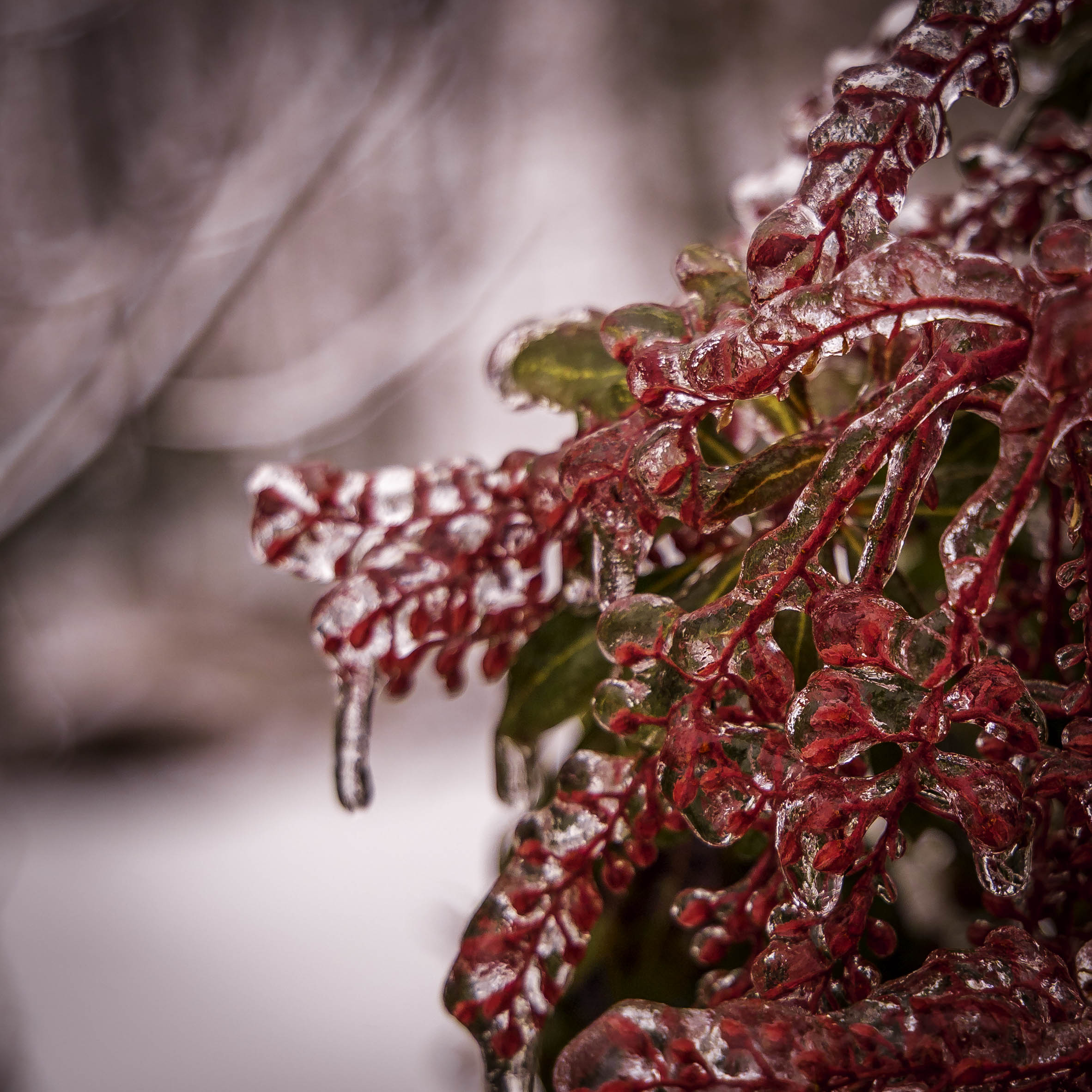 A close-up macro detail shot focusing on the delicate textures and sharp edges of translucent ice frozen over delicate winter plant buds.