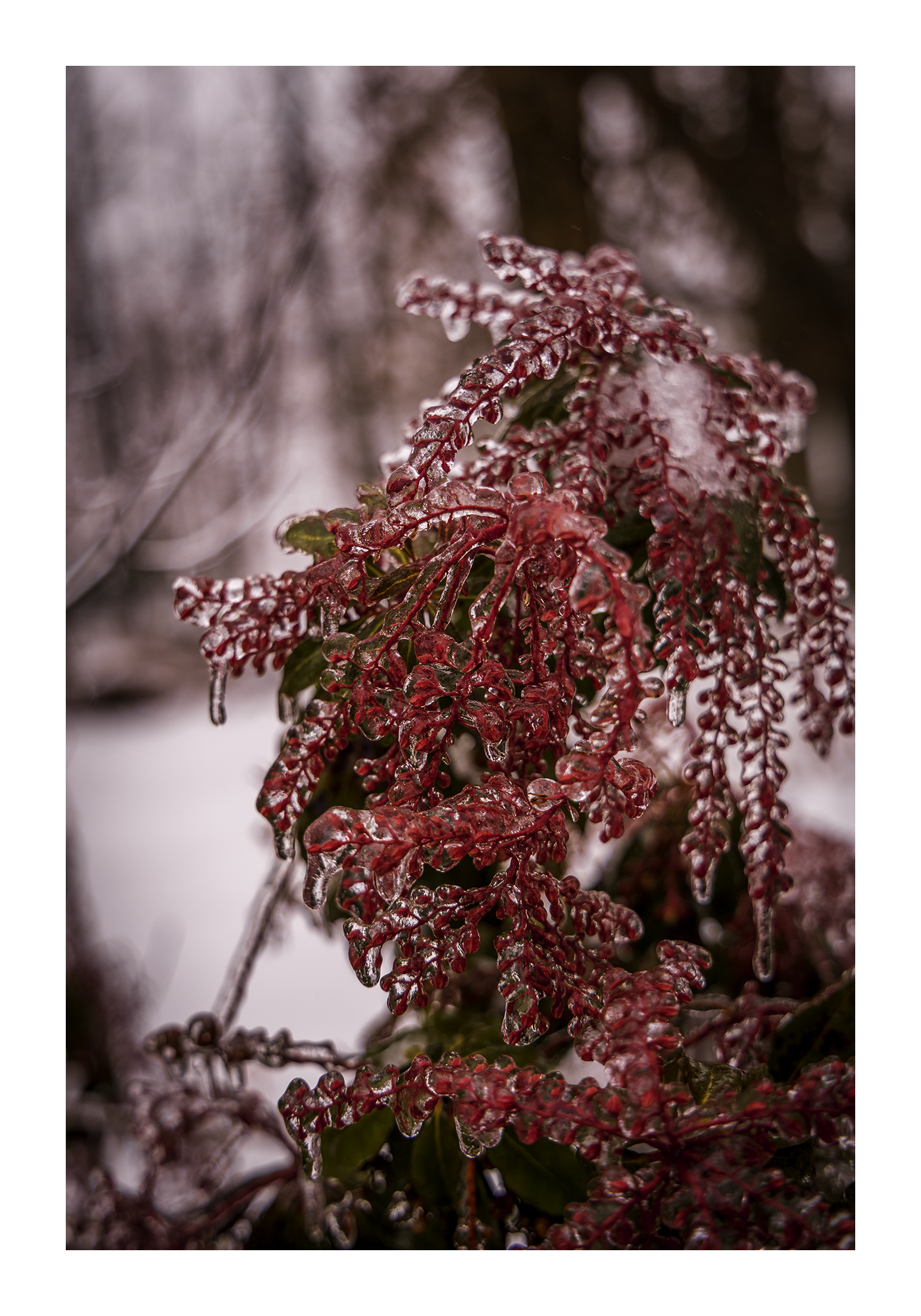 A 12x18 inch fine art winter nature print of Japanese Andromeda in rime ice, showing product dimensions and clean white margins.