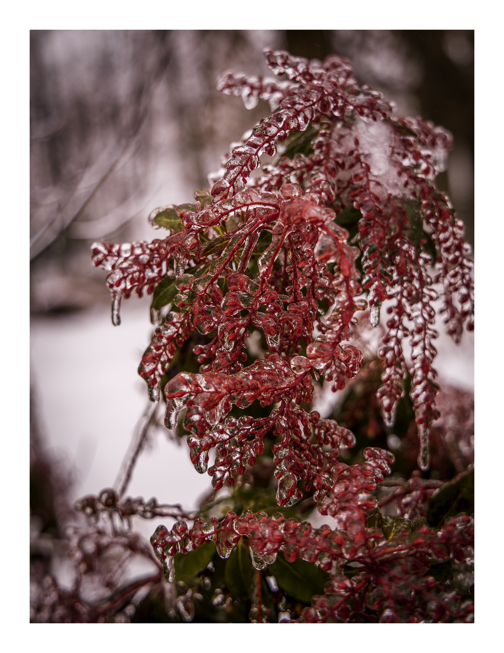 A 17x22 inch fine art winter nature print of Japanese Andromeda in rime ice, showing product dimensions and clean white margins.