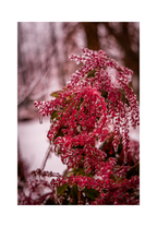 A 8x12 inch fine art winter nature print of Japanese Andromeda in rime ice, showing product dimensions and clean white margins.