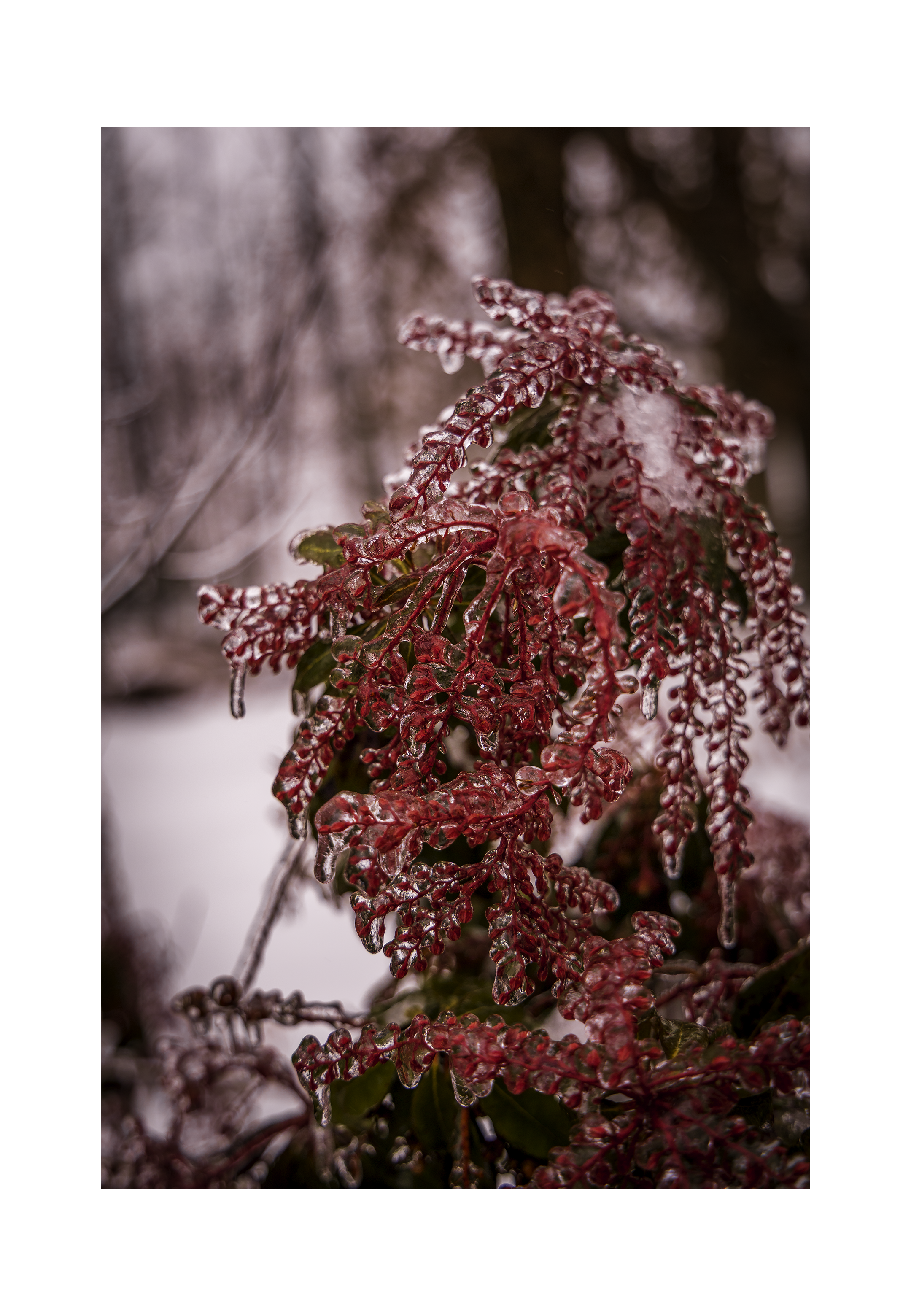 A 8x12 inch fine art winter nature print of Japanese Andromeda in rime ice, showing product dimensions and clean white margins.
