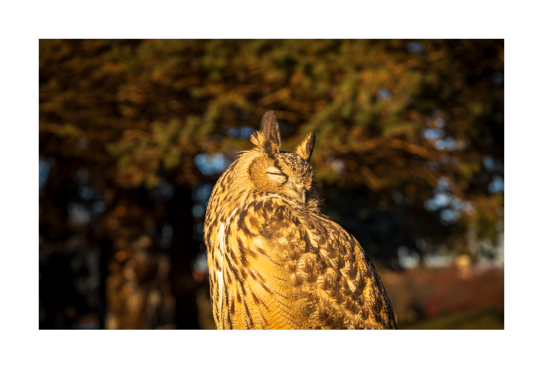 Eurasian Eagle-Owl: A Glimpse of Kira