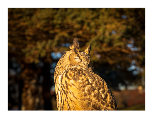 "A peaceful fine art portrait of Kira, a Eurasian Eagle-Owl, with eyes closed, highlighting the intricate feather patterns and prominent ear tufts."