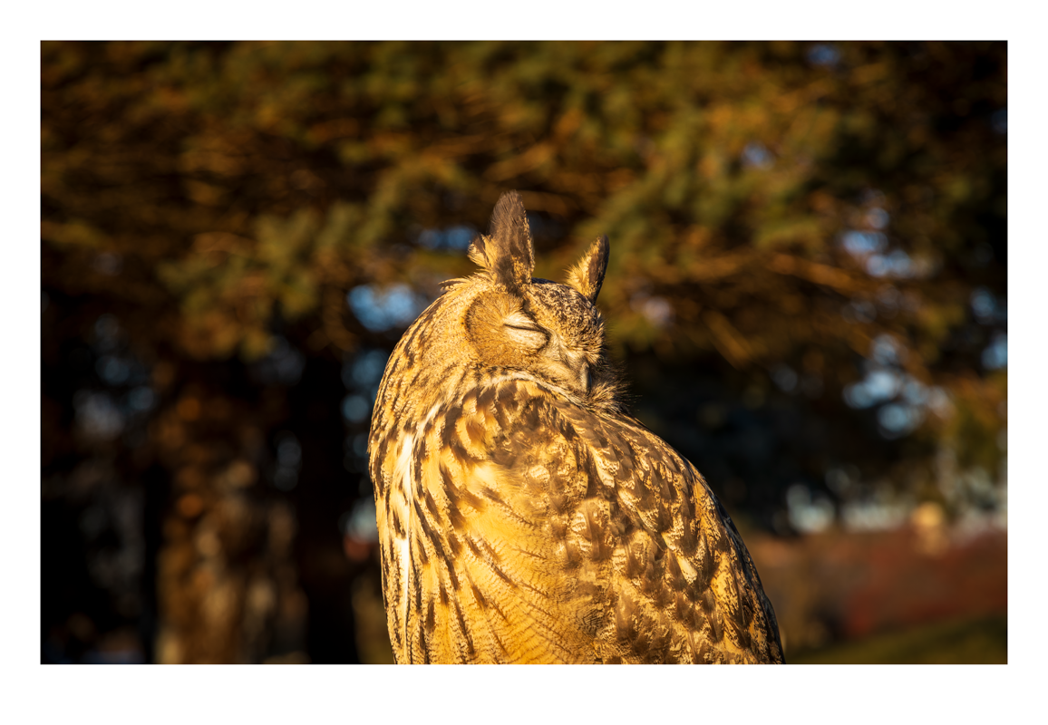Eurasian Eagle-Owl: A Glimpse of Kira