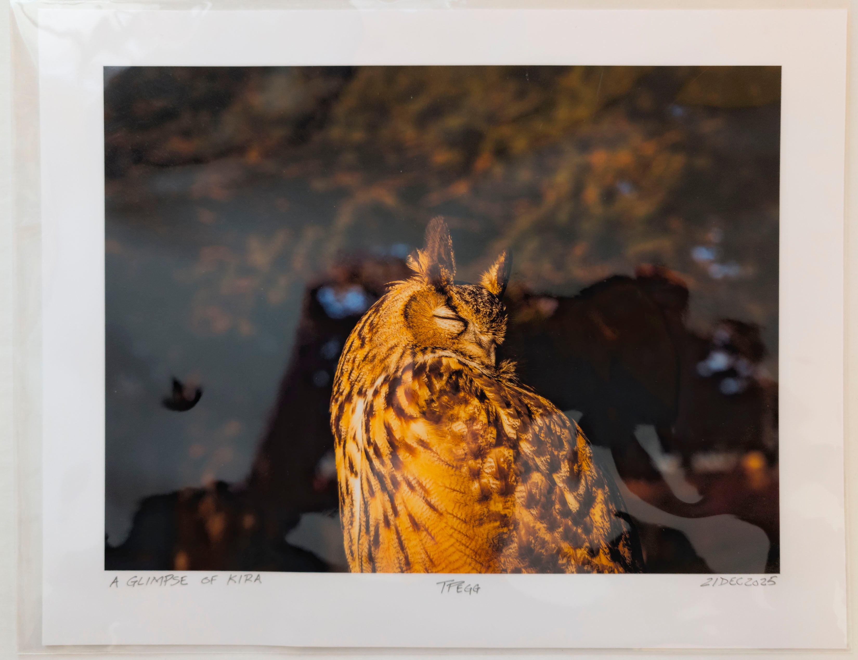 "A peaceful fine art portrait of Kira, a Eurasian Eagle-Owl, with eyes closed, highlighting the intricate feather patterns and prominent ear tufts."