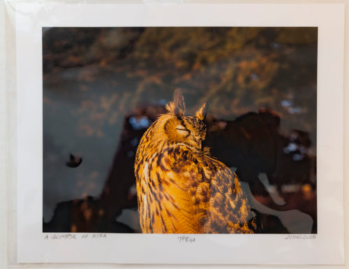 "A peaceful fine art portrait of Kira, a Eurasian Eagle-Owl, with eyes closed, highlighting the intricate feather patterns and prominent ear tufts."