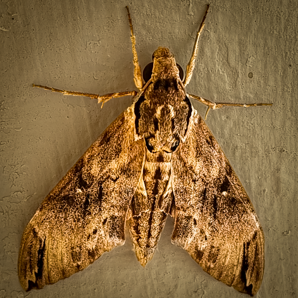 close-up detail shot highlighting the intricate brown wing patterns and fuzzy thorax of a large Psilogramma menephon hawk moth.