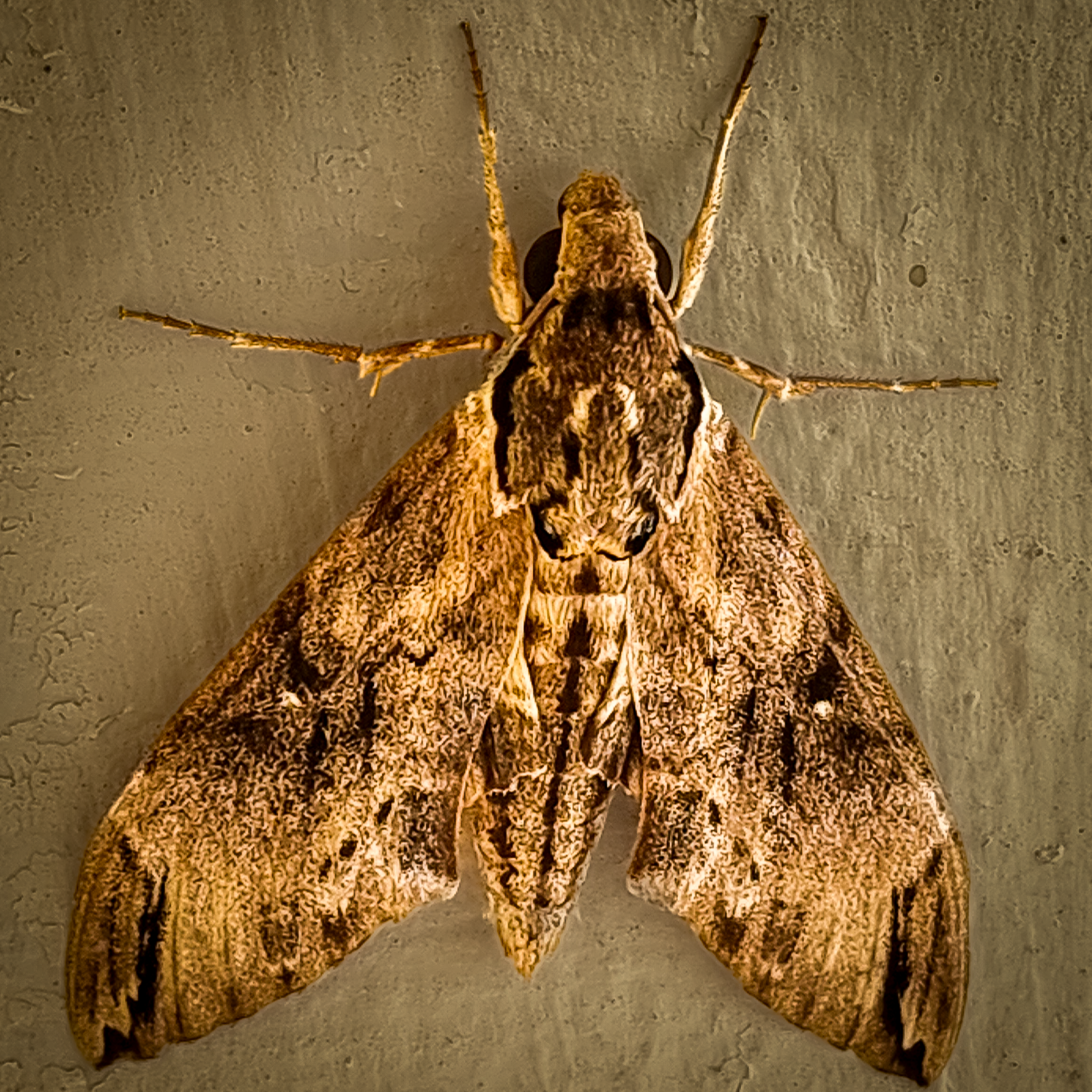 close-up detail shot highlighting the intricate brown wing patterns and fuzzy thorax of a large Psilogramma menephon hawk moth.