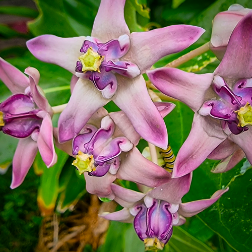 A close-up detail shot highlighting the waxy star-shaped lavender petals and the hidden striped caterpillar on the stem.