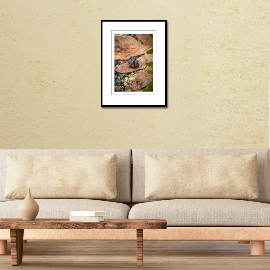 A framed fine art wildlife print of a coconut crab displayed on a living room wall above a modern couch to show scale.