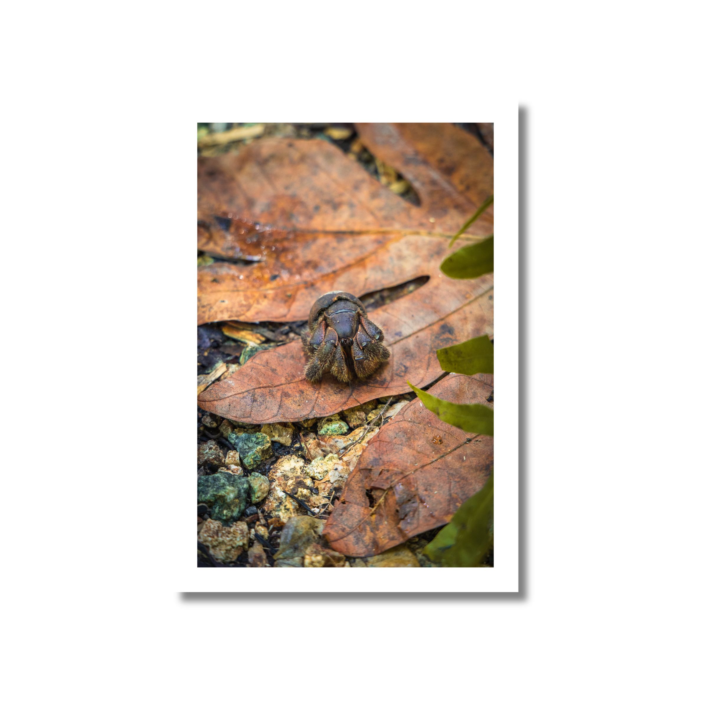 Close-up macro photograph of a young Ayuyu (coconut crab) on a dried leaf at Asan Beach, Guam, highlighting the prehistoric texture of its armor against the leaf-strewn forest floor.
