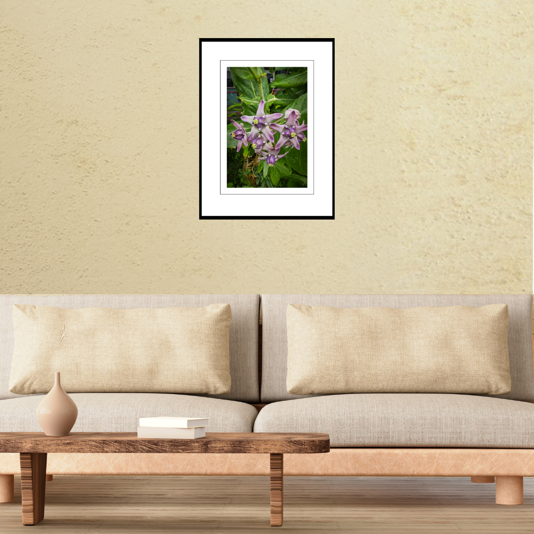 A framed botanical macro print of crown flowers in Guam displayed on a living room wall above a couch to show scale.
