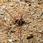 Enlarged print detail of the Hermit of Gadao's Cave, showcasing sharp focus on the crab's eyes and segmented legs.