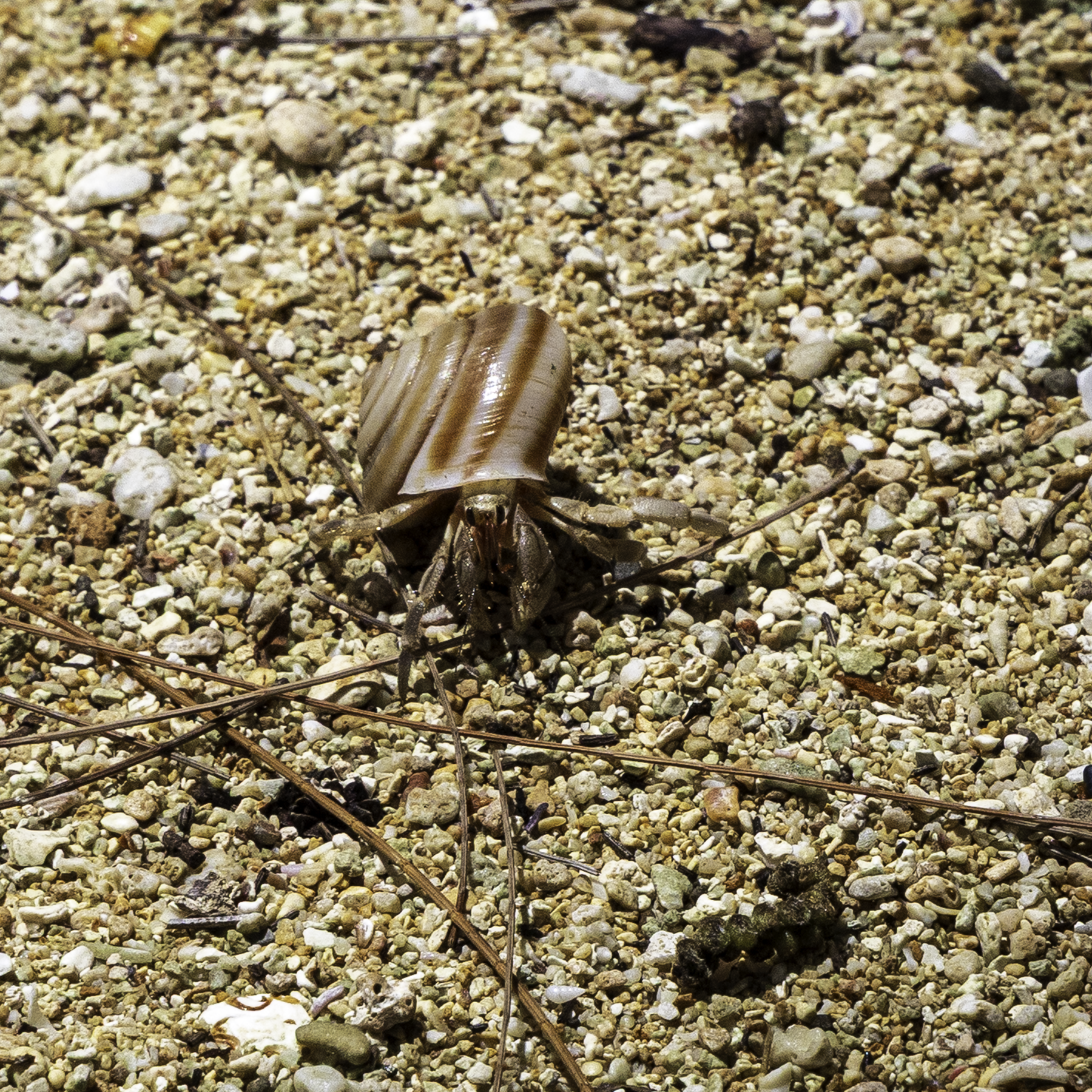 Enlarged print detail of the Hermit of Gadao's Cave, showcasing sharp focus on the crab's eyes and segmented legs.