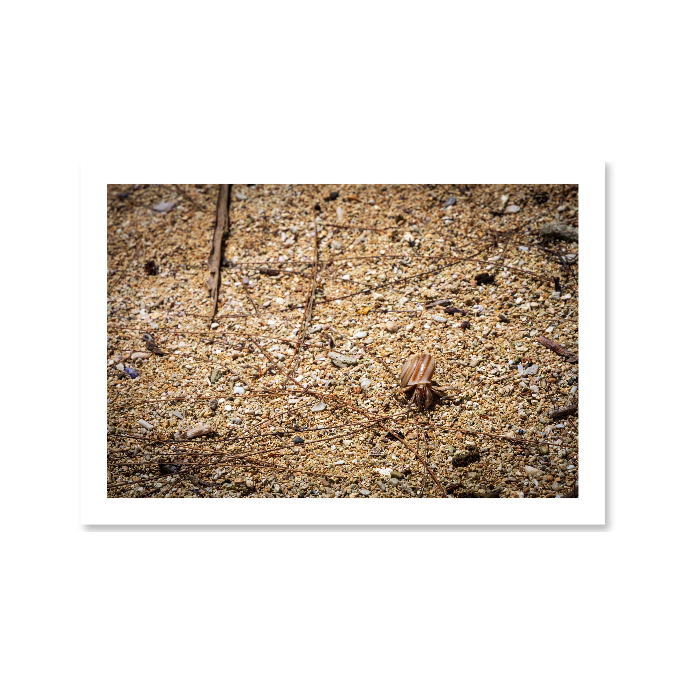 Fine art macro photograph of a striped hermit crab navigating ancient limestone rock at Gadao’s Cave in Inalåjan, Guam.